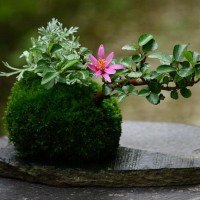 100% Natural Moss Ball BONSAI KOKEDAMA Sphagnum Moss Made in japan   392031650777